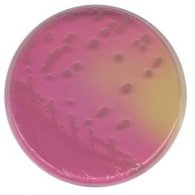 Brilliance Candida Agar Base 500g - LabMal