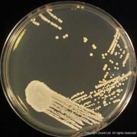 Sabouraud Dextrose Agar 500g, Oxoid - LabMal