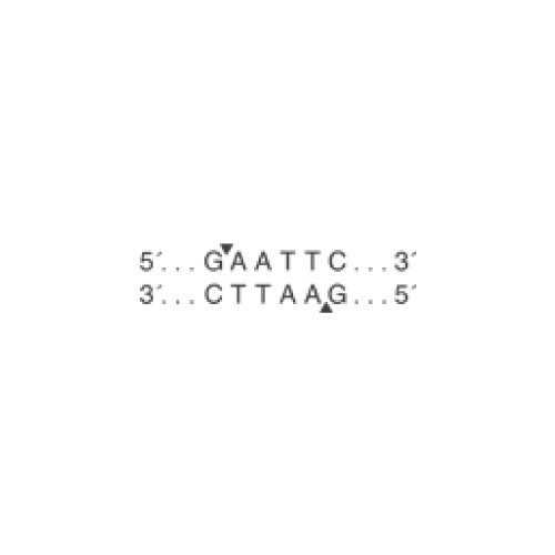 5'-G|AATTC-3'