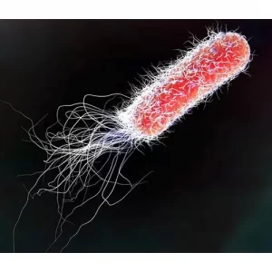 Image of E.coli