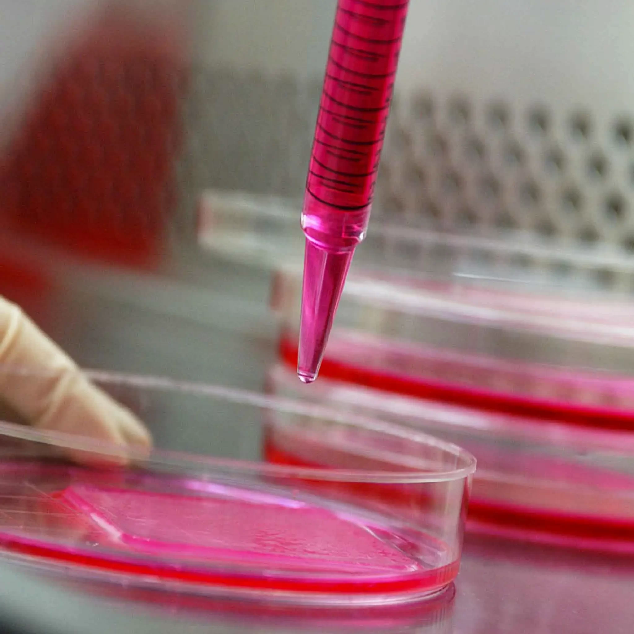 Культивирование человека. Cell Culture. Исследования in vitro. Исследование тканей. Культура тканей.